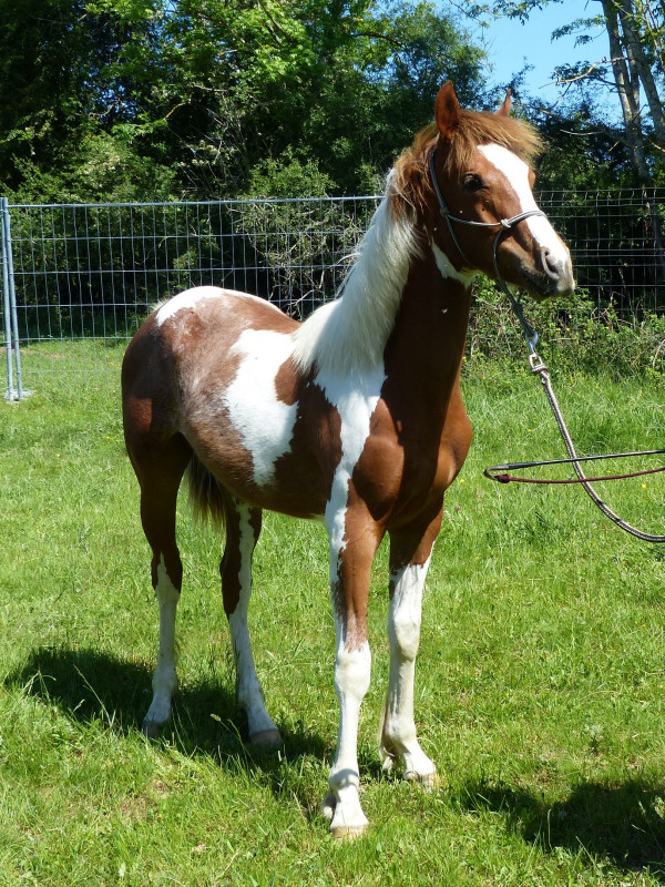 Poulain OC pie alezan