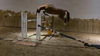 Vente de cheval : Unamed
