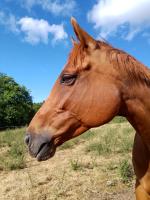 Vente de cheval : GILDA
