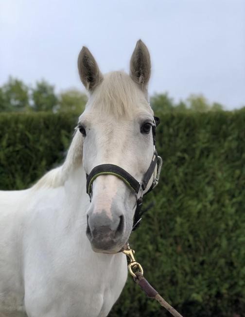 Poney C De Sport ChevalAnnonce poney-c-de-sport-chevalannonce