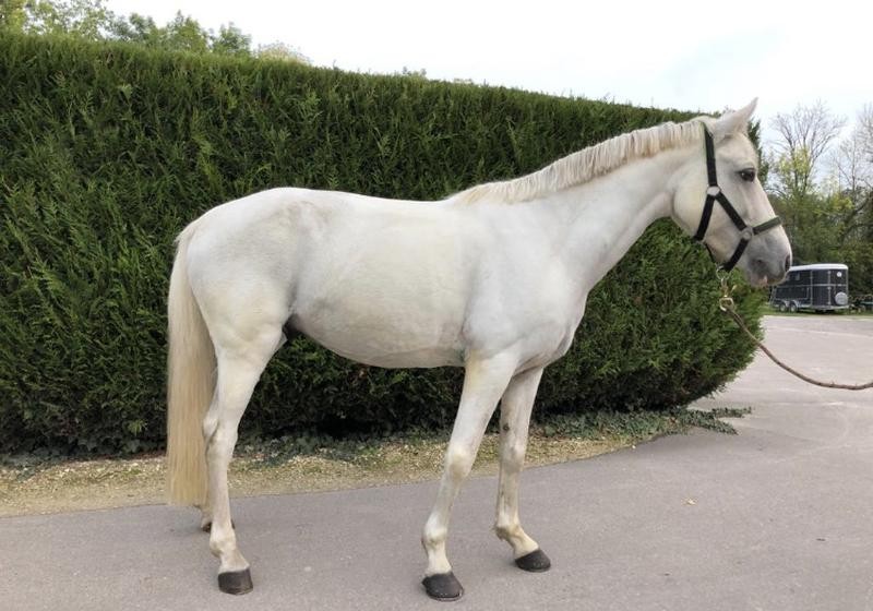 Poney C De Sport ChevalAnnonce poney-c-de-sport-chevalannonce