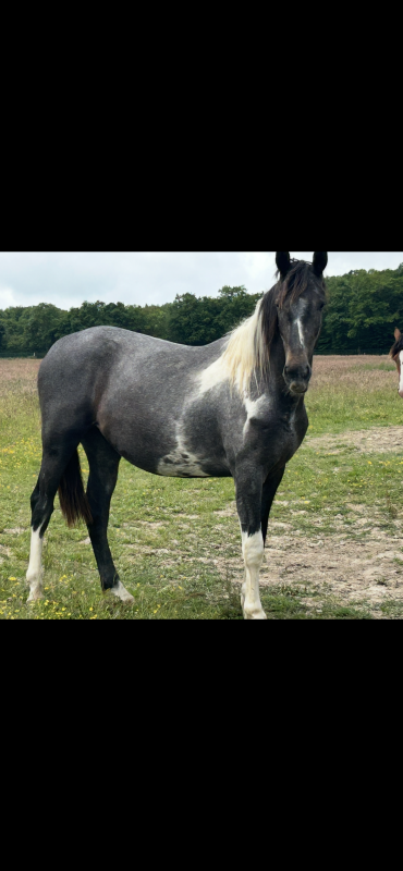 Vente de cheval : Neos d?opalle 