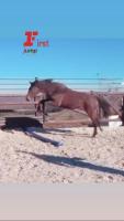Vente de cheval : Chadwick Chacstar Z