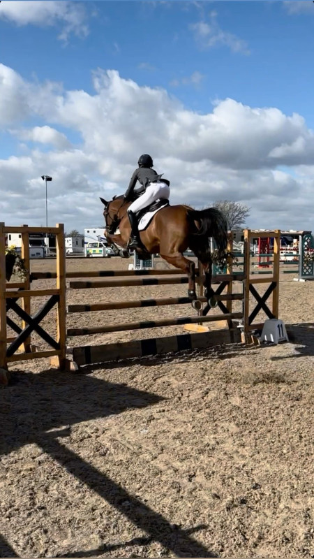 Vente de cheval : Blueberry 