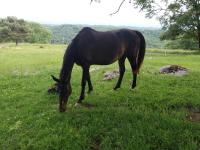 Vente de cheval : BAVIERE SUMO