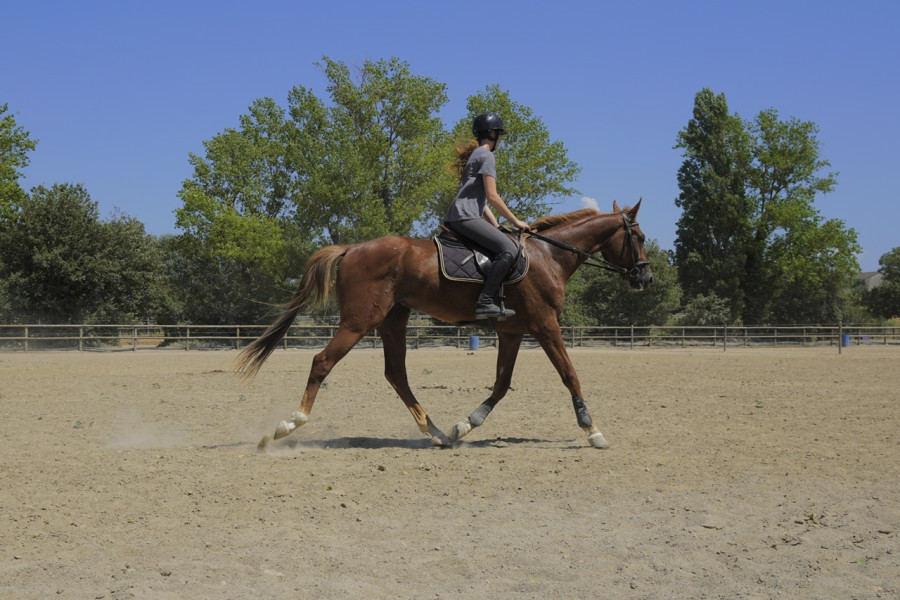 Vente de cheval : Made In Bolan