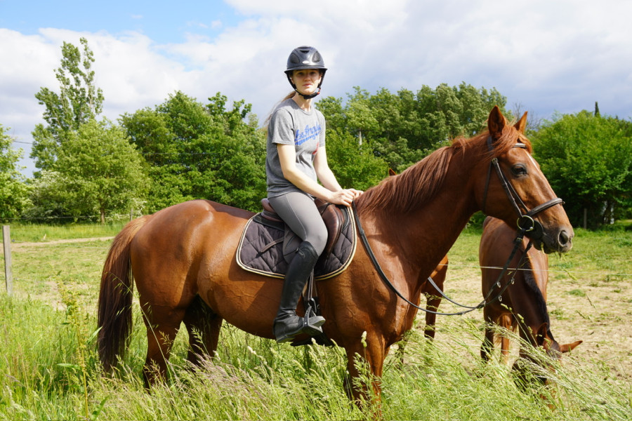 Vente de cheval : Game Haufor