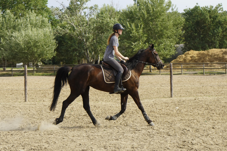 Vente de cheval : Music Speed