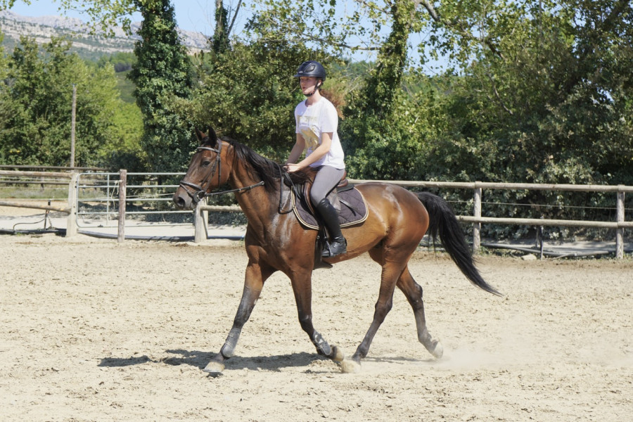 Vente de cheval : Joyau du Chatelet