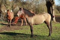 Vente de cheval : Rumba de fouche