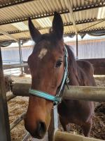 Vente de cheval : O'ster Moon 