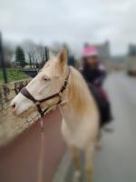 Vente de cheval : Isabelle 