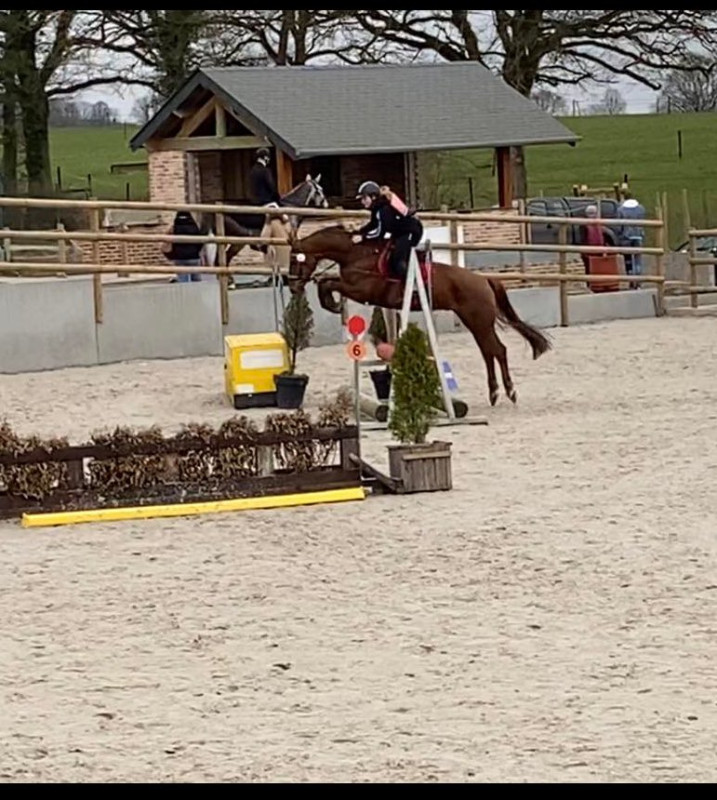 Vente de cheval : FRIST DREAM 
