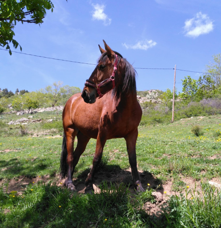 Vente de cheval : Moon