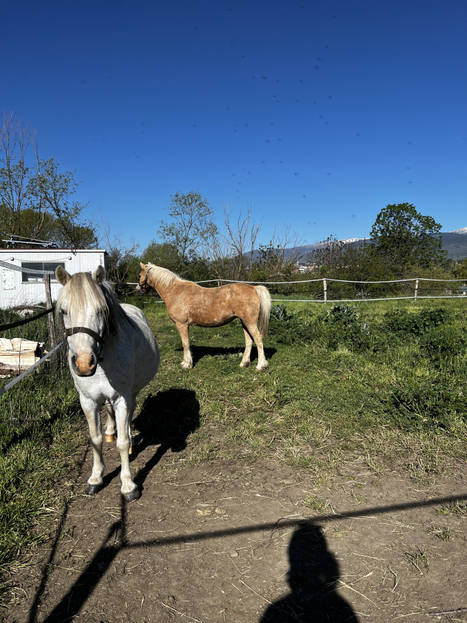 Vente de poney