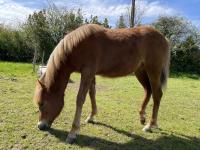 Vente de poney