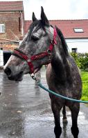 Vente de cheval : Horserie