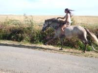 Vente de cheval : JEOL