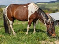 Vente de cheval : Guinness du Bessy 