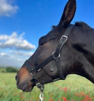 Vente de cheval : DECEADO