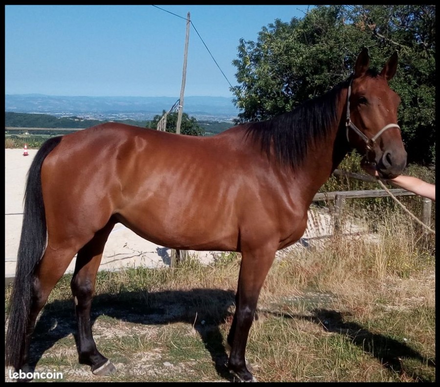 Hongre excellentes origines fils de EPSOM de GESME