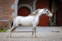 Vente de cheval : SWG Crow Feathers Kind of Art
