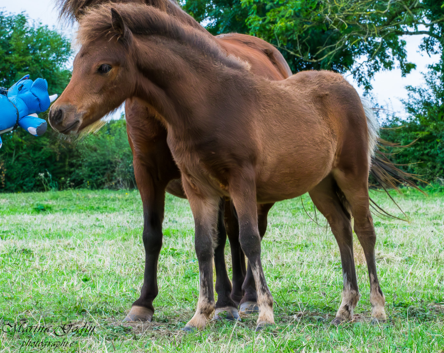 Vente de cheval : BMH Kili Vaiana