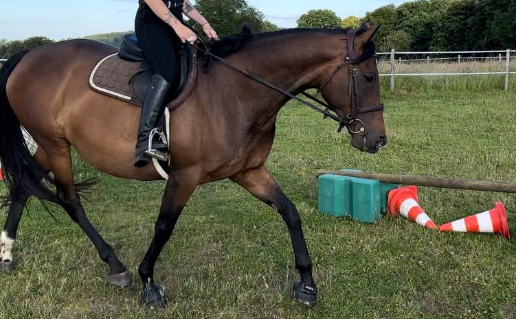 Vente de cheval : Chance 