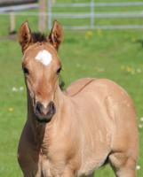 Vente de cheval : SUNNY EAGLE HEAD