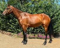 Vente de poney