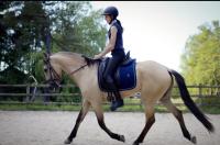 Vente de cheval : Raeste Gloria