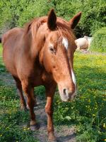Vente de cheval : Roxanne
