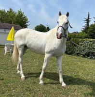 Vente de cheval : Quenzo