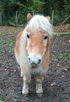 Vente de poney