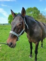 Vente de cheval : Tempte