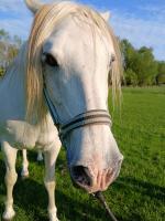 Vente de cheval : Jonquille
