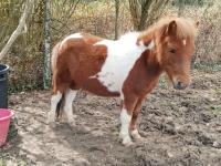 Vente de poney