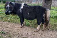 Vente de poney