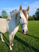 Vente de cheval : Rihanna