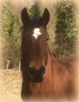 Vente de cheval : Vienoise