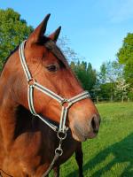 Vente de cheval : BAILA