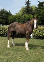 Vente de cheval : ROCKY