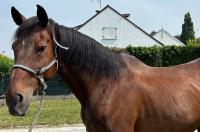 Vente de cheval : VICK