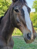 Vente de cheval : Quick