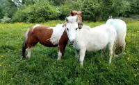 Vente de poney