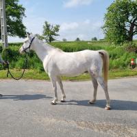 Vente de cheval : Kali