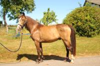 Vente de poney
