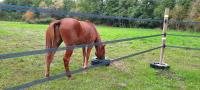 Vente de poney