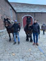 Vente de cheval : Zene de la Famenne