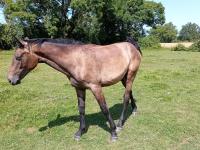 Vente de cheval : Lonyx Rose DP Z